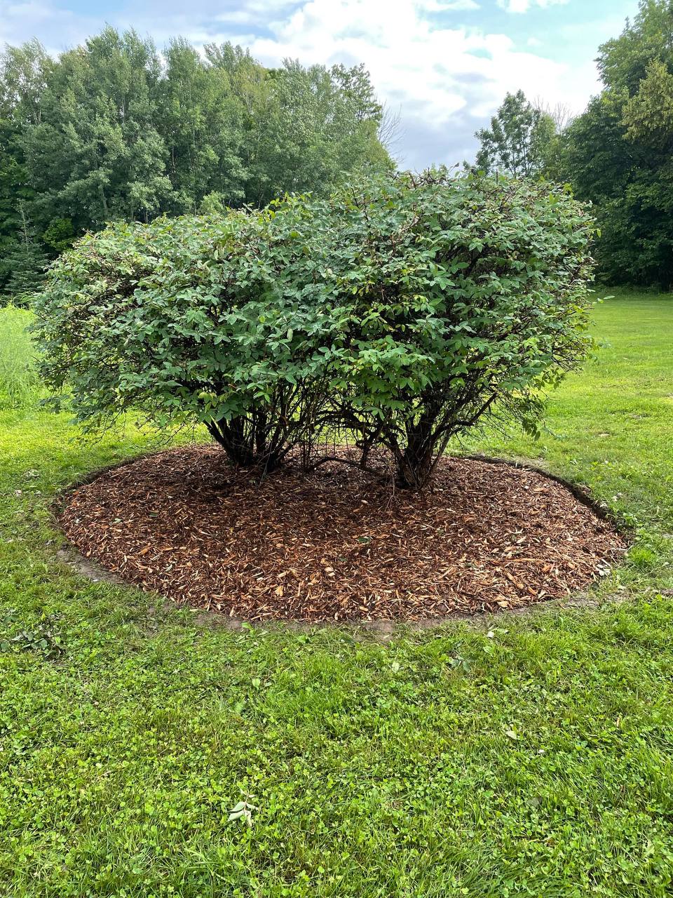 Georgian Edge Inc. garden, landscape, and property care project photo 12