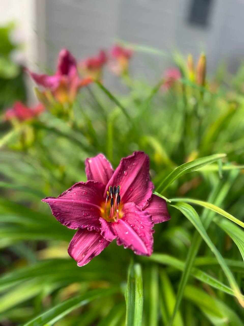 Georgian Edge Inc. garden, landscape, and property care project photo 19
