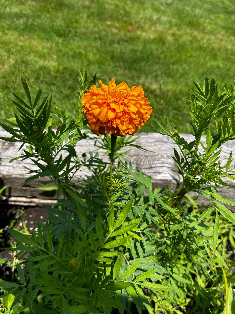 Georgian Edge Inc. garden, landscape, and property care project photo 23