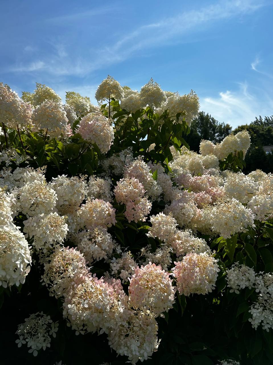 Georgian Edge Inc. garden, landscape, and property care project photo 24